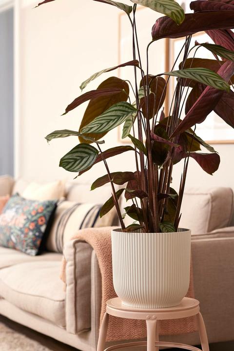 Image du produit Elho Vibes (29.50 cm)