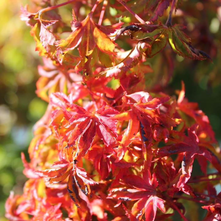Immagine prodotto Zulauf Japanischer Fächer-Ahorn / Acer palmatum 'Shishigashira' (70 cm)