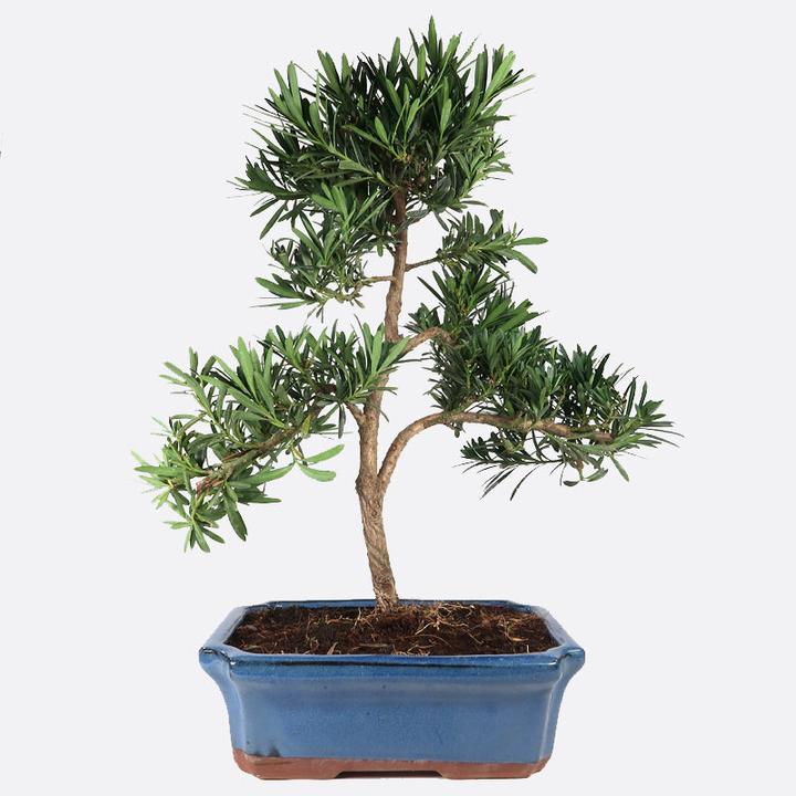 Immagine prodotto Bonsai.ch Podocarpus Steineibe ca cm (23 cm)
