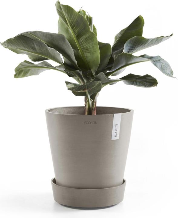 Image du produit Ecopots Soucoupe sur roues