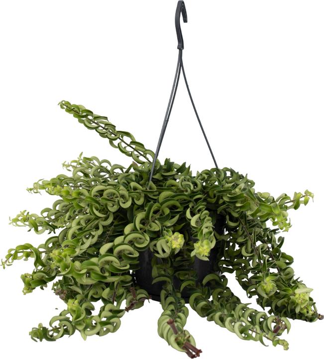 Produktbild Plant in a Box Aeschynantus Twister - Twister Pflanze (30 cm)