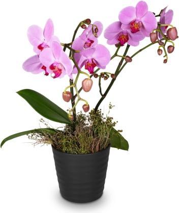 Actual product image Fleurop Deep pink Orchid (Phalaenopsis) in cachepot