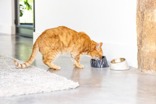 Produktbild Designed by Lotte Melaminnapf Katze Vita