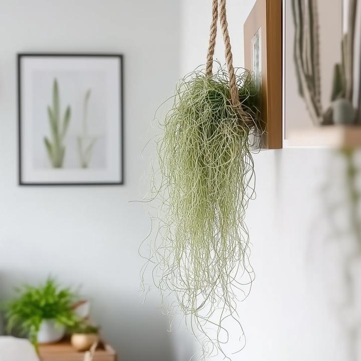 Immagine prodotto Plant in a Box Tillandsia Usneoides (muschio spagnolo) (25 cm)