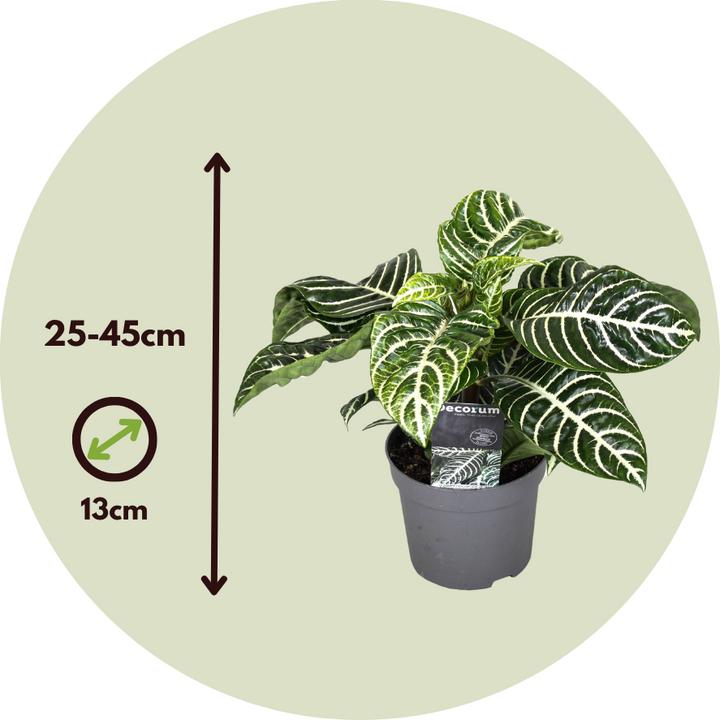 Image du produit Plant in a Box Aphelandra squarrosa Botanica - Set de 2 plantes zébrées (25 cm)
