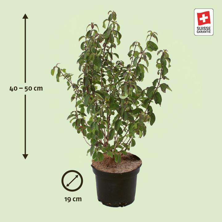 Actual product image Zulauf Fly honeysuckle (50 cm)