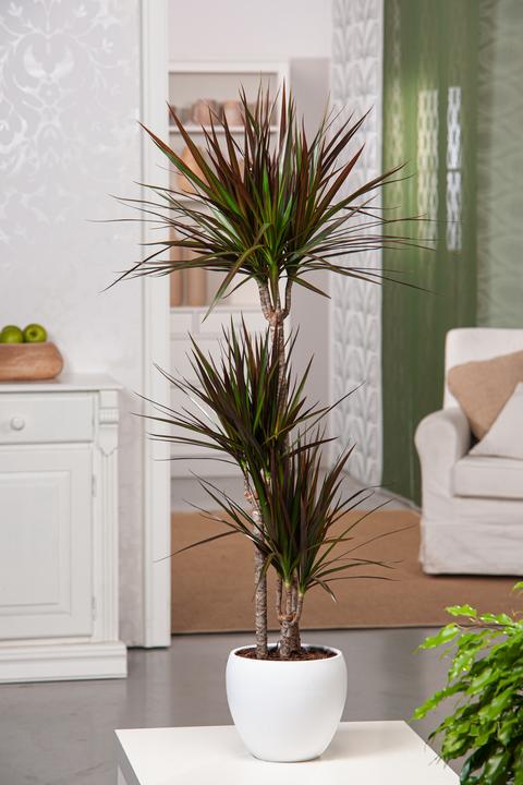 Produktbild Plant in a Box Dracaena Marginata Magenta - Drachenbaum (110 cm)