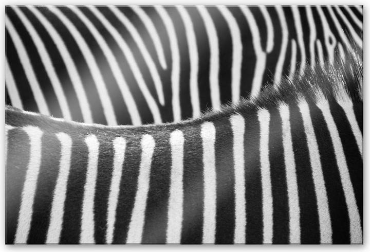 Image du produit Trenddeko motif zébré (120 x 75 cm)