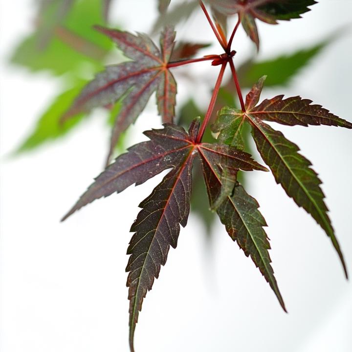 Image du produit Plant in a Box Acer palmatum 'Starfish' - Érable à feuilles d'armoise (60 cm)