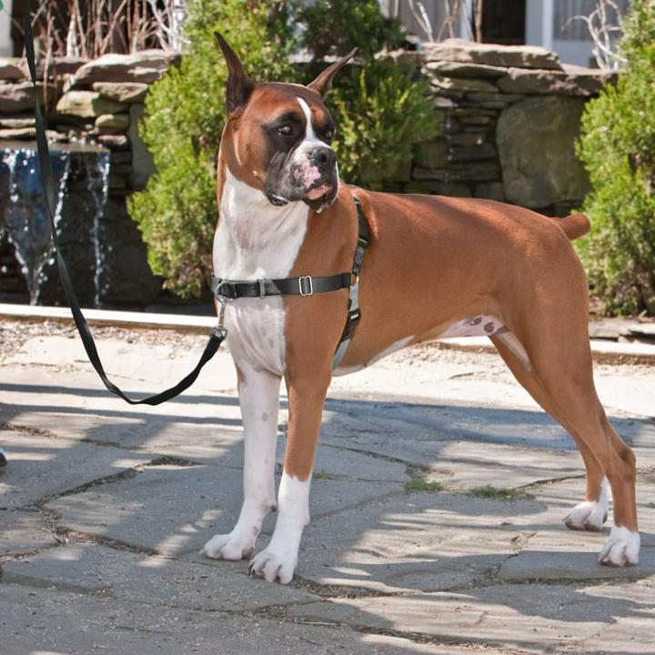 Produktbild PetSafe Easy Walk (XL, Hund, Spazieren)