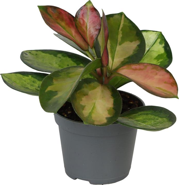 Image du produit Mahaloplants Hoya Burtoniae (8 cm)