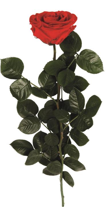 Rosas Rivas Stiel Rose Premium, 56 cm