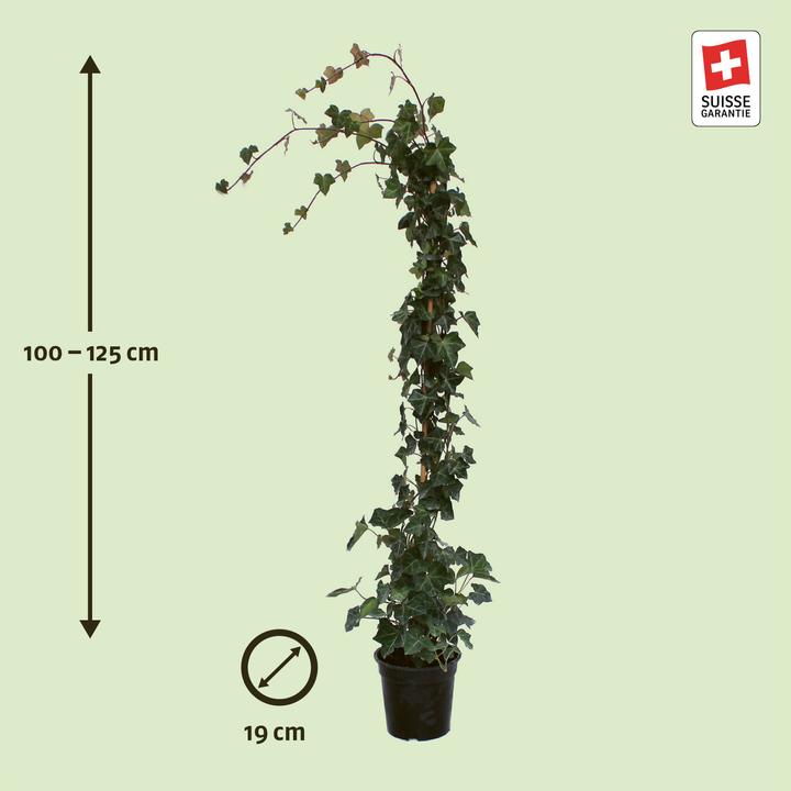 Actual product image Zulauf Irish ivy (125 cm)