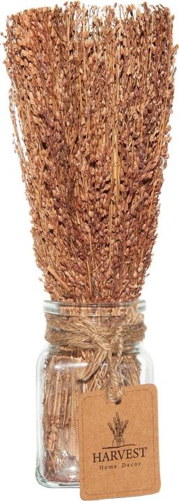Image du produit Casativo Herbe décorative