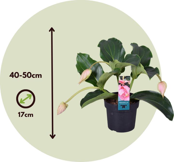 Produktbild Plant in a Box Medinilla Magnifica - 2er Set Rosenmedinilla (40 cm)