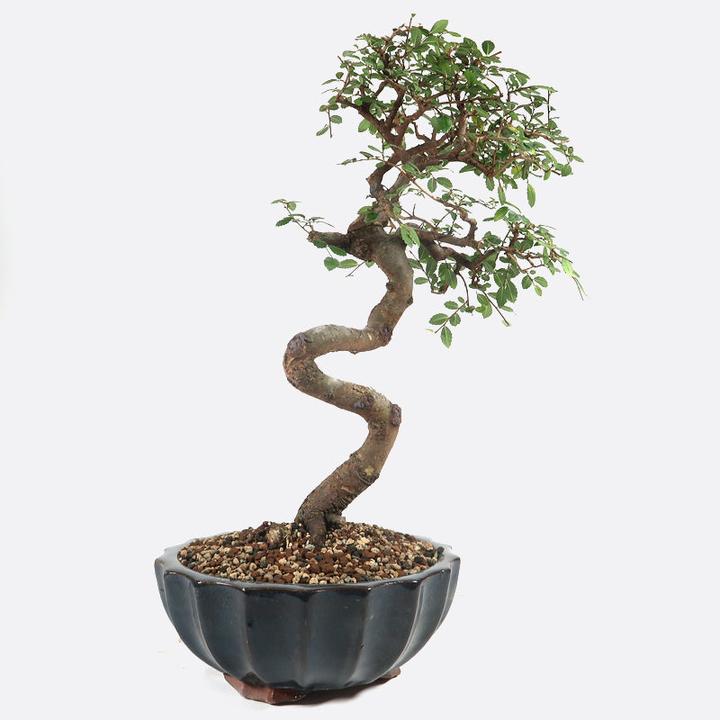 Image du produit Bonsai.ch Ulmus Orme de Chine