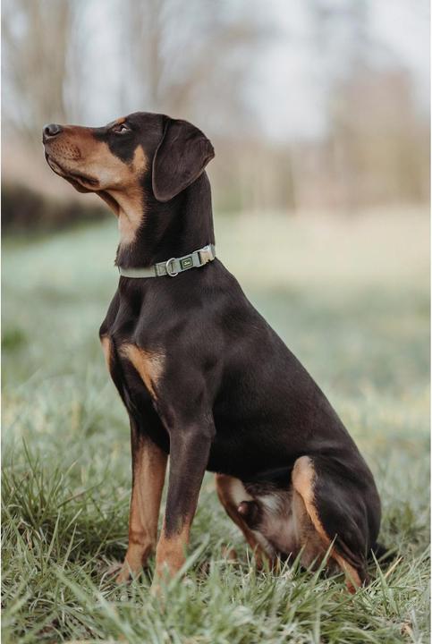 Produktbild Hunter Halsband Inari Alu-Strong, XL, Lindgrün (XL, Hund, Hundesport)