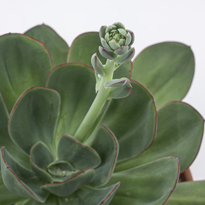Produktbild Kakteen Gautschi Echeveria gigante verde (25 cm)