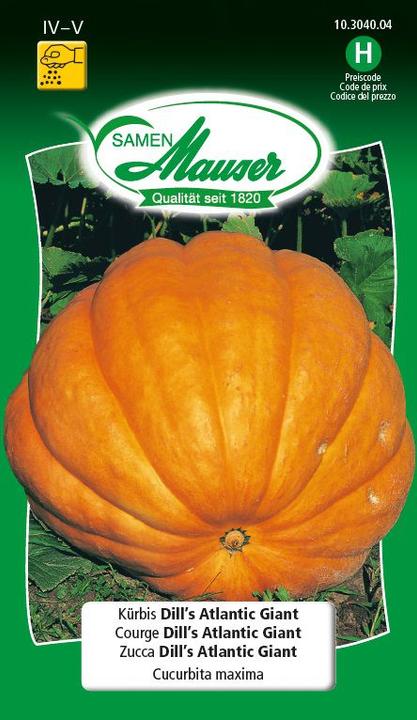 Kürbis Dill's Atlantic Giant (Gemüsesamen)