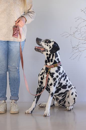 Produktbild Designed by Lotte Kotbeutelspender Caja mit Kottüten (Hund, Allgemein)