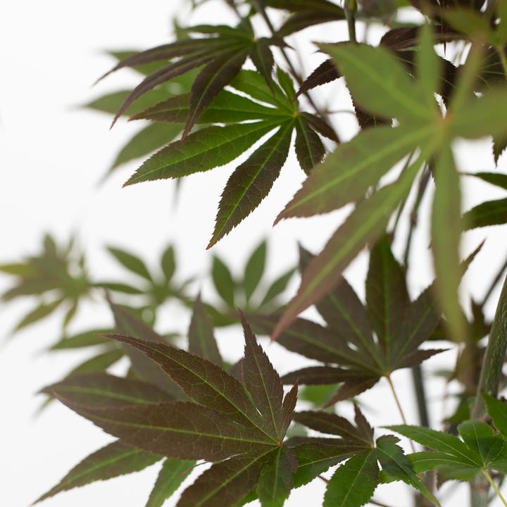Immagine prodotto Plant in a Box Acer palmatum 'Atropurpureum', 'Beni Maiko', 'Orange Dream' - miscela di 3 aceri (70 cm)
