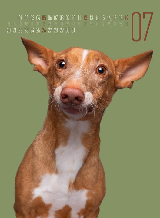 Actual product image Frei Schnauze - Kalender 2026 (33 x 45 cm, Hardcover, English, German)
