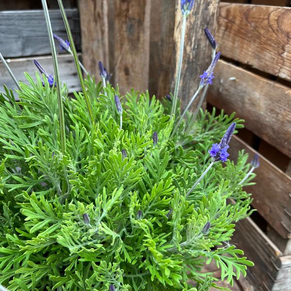 Image du produit Säntispracht La lavande papillon des Canaries - Lavendula 'pinnata (80 cm)
