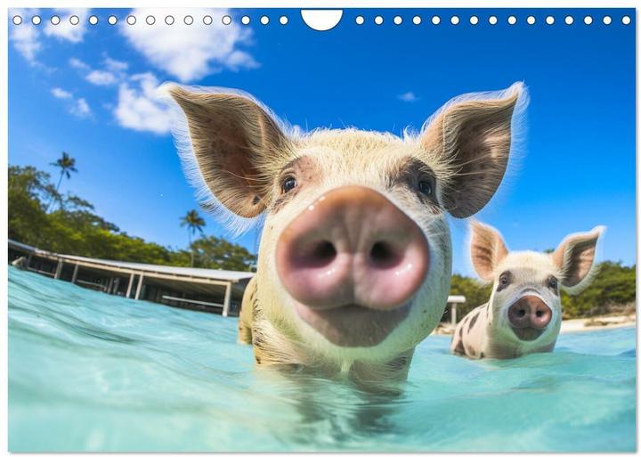 Actual product image Pigs in the Caribbean. Sun and spa with swimming pigs (Wall calendar 2025 DIN A (A4, No binding, German)