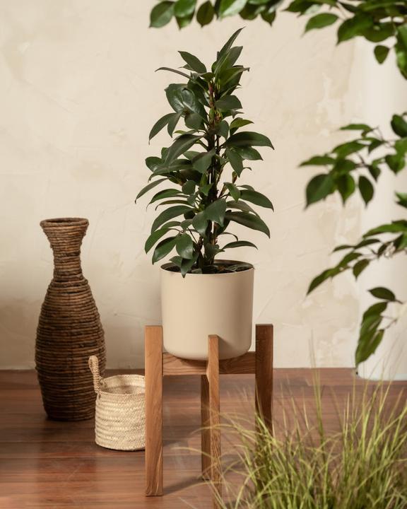 Actual product image feey Plant stand (Stelion | 18 cm Ø)