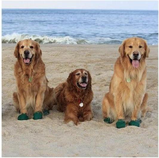 Image du produit Pawz Protection des pattes (XL, Chaussures pour chien)
