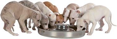 Image du produit Trixie Gamelle pour chiot Junior (1.40 l)