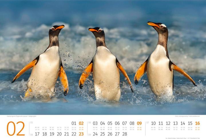 Produktbild Pinguine Kalender 2025 (45 x 33 cm, Kein Einband, Deutsch, Englisch, Italienisch, Französisch)