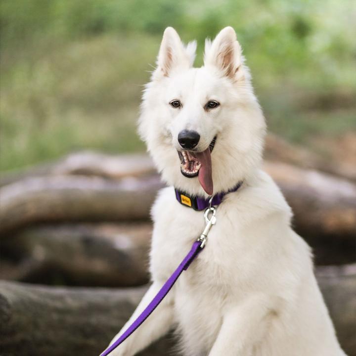 Immagine prodotto Red Dingo DINGO Energy viola - Collare per cani - 31-49 cm (Cane, Generale)