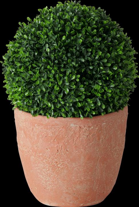 Actual product image Boltze Home Boxwood (39 cm)