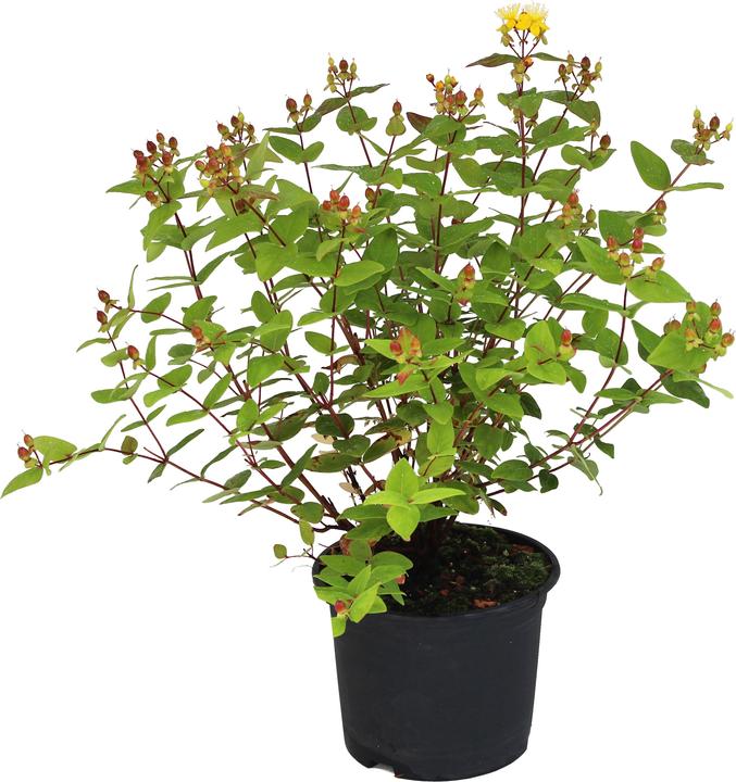 Produktbild Zulauf Johanniskraut / Hypericum x inodo. 'Excellent Flair' (30 cm)