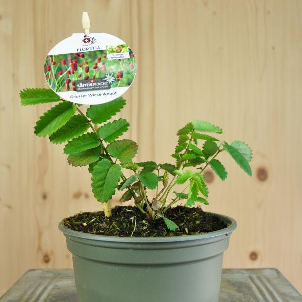 Image du produit Säntispracht Set de 4 plantes, La grande pimprenelle indigène - Sanguisorba officinalis (100 cm)