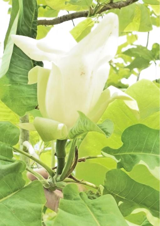 Immagine prodotto Tropica Nord America. Magnolia a ombrello (Magnolia tripetala) (Semi di piante)