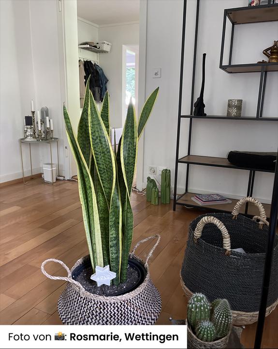Actual product image feey Big mother-in-law's tongue (85 cm, Freshly repotted)