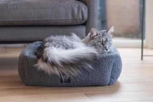 Actual product image Beeztees Nox (Cat)