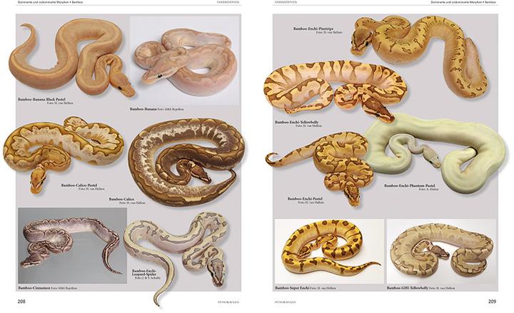 Immagine prodotto pitone regius (Tedesco, Stefan Broghammer, 2025)