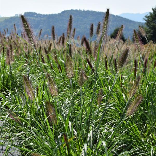 Produktbild Säntispracht Das buschig und breitwachsendes Lampenputzergras - Pennisetum alopecuroides 'Moudry' (100 cm)