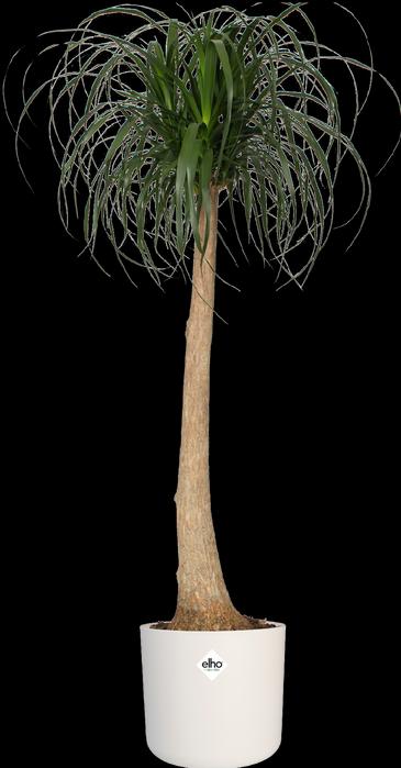 Immagine prodotto Elho b.for soft (13.80 cm)