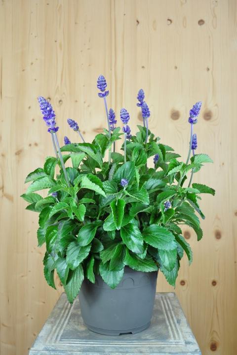 Produktbild Säntispracht Der unermüdlich blühende Mehlsalbei - Salvia farinacea 'Mystic Spires' (60 cm)