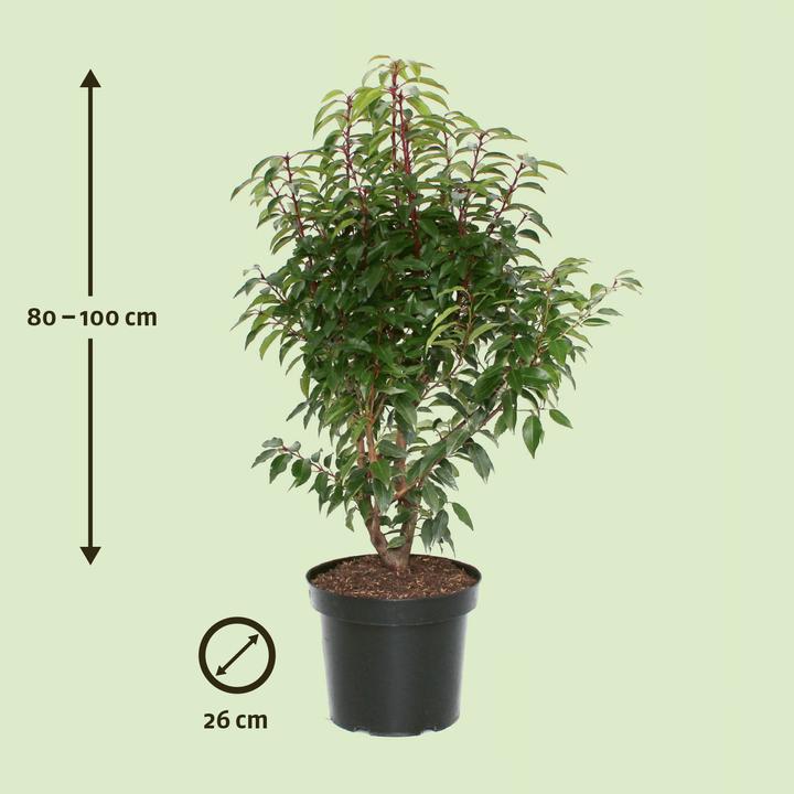 Produktbild Zulauf Portugiesischer Kirschlorbeer / Prunus lusi. 'Angustifolia' (100 cm)