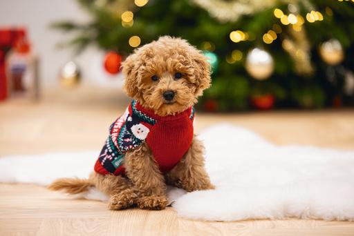 Produktbild Beeztees Happy Xmas (M, Hundepullover)