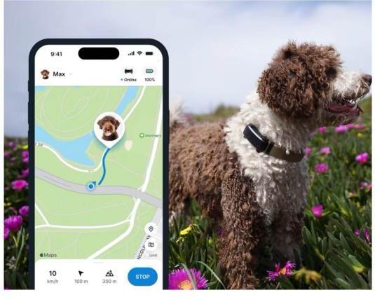 Actual product image Tractive GPS Tracker Dog 6 (Dog, Walks)