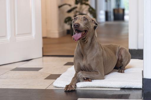 Actual product image Designed by Lotte Lying pillow Ligra (Dog)
