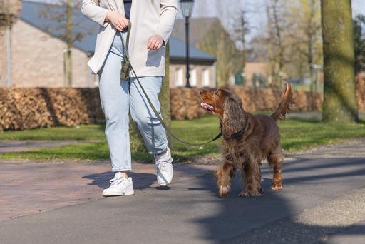 Actual product image Designed by Lotte Dog collar Velura (50, Dog, Walks, Jogging)