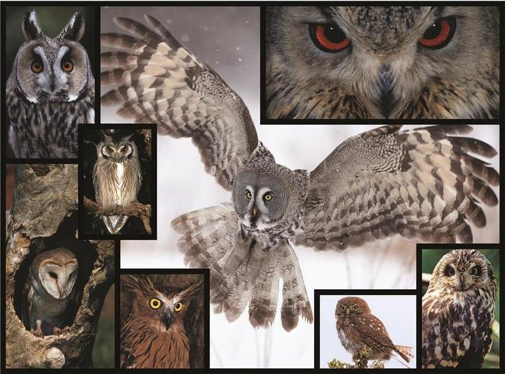 Actual product image WWF Owl Puzzle (1000 pieces)