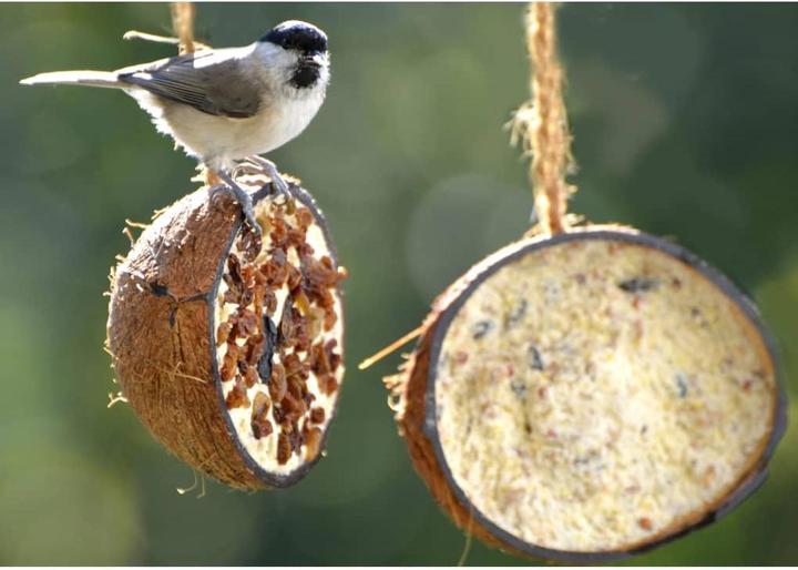Immagine prodotto Dobar Noce di cocco (10 x, 2.80 kg)
